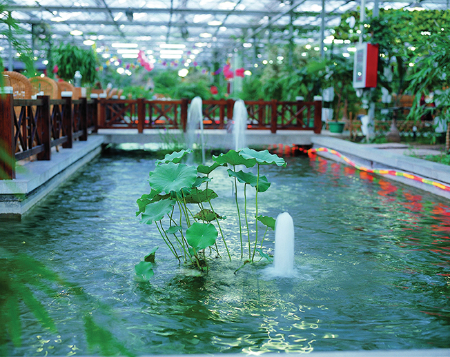 涉水池景观,水生植物,栏杆,生态餐厅荷花