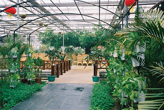 地面铺装,栏杆,盆栽植物,天花吊顶,生态餐厅