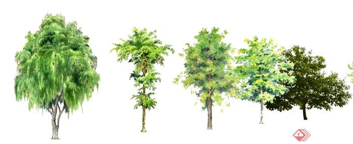 手绘样式多种乔木植物su模型(1)