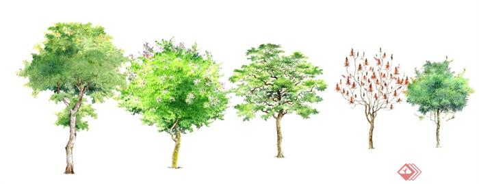 手绘样式多种乔木植物su模型(2)