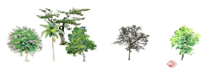 手绘样式多种乔木植物su模型(4)