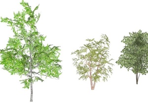 园林景观乔木及竹子SU(草图大师)模型