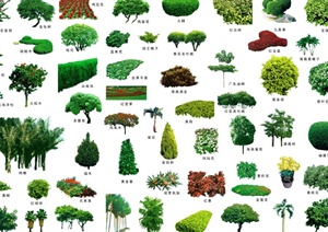 植物立体素材设计PSD效果图
