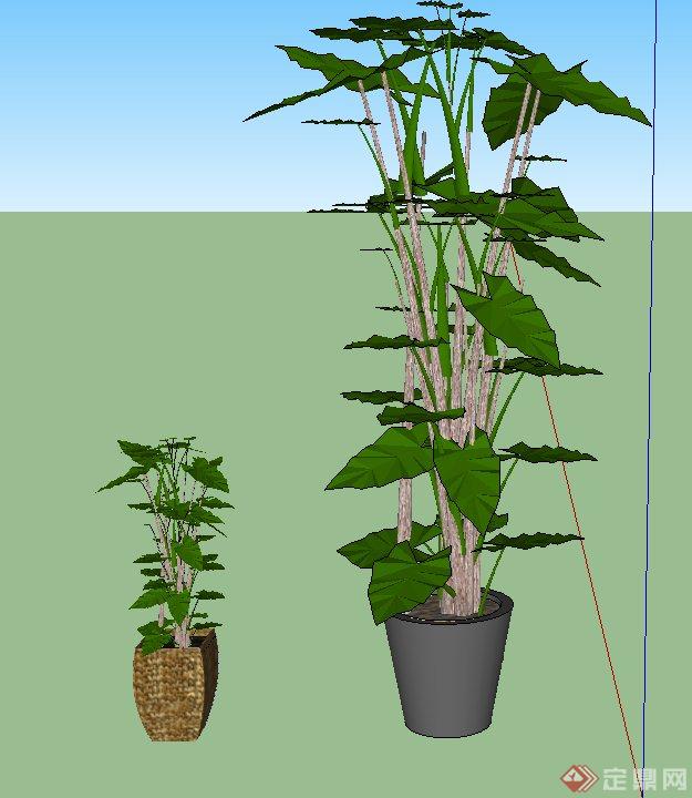 室内两棵盆栽植物设计SU模型(1)