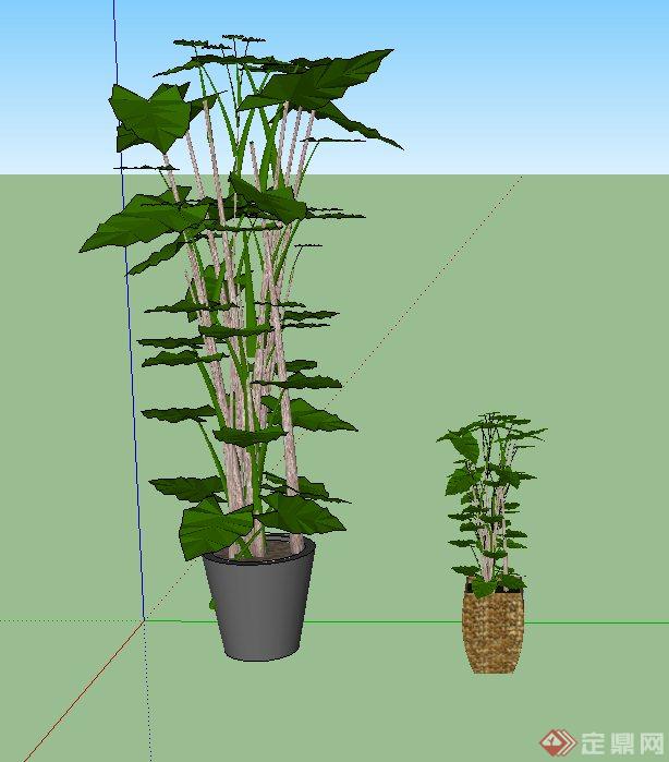 室内两棵盆栽植物设计SU模型(2)