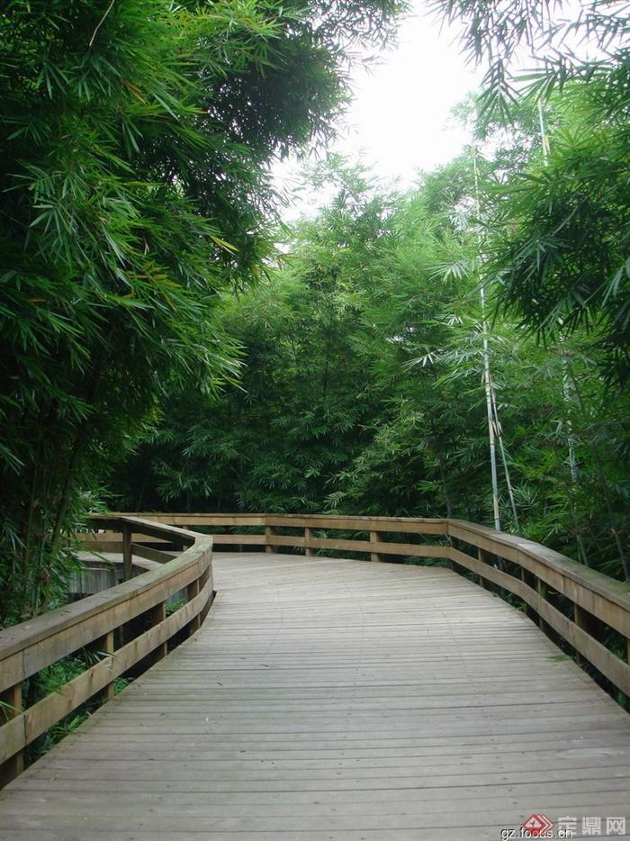 木栈道,木栏杆,竹林,度假景观竹子