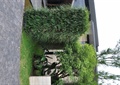 植物墙,景观树,地面铺装,住宅景观