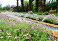 花卉植物,花海,喷泉水池景观,公园景观
