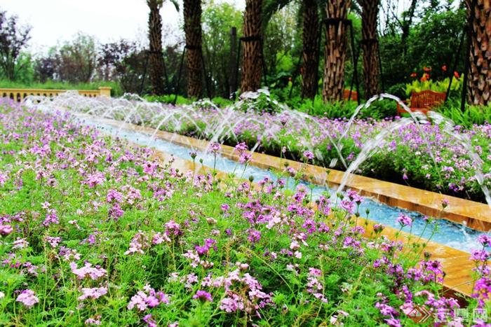 花卉植物,花海,喷泉水池景观,公园景观五色菊