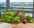 树桩,种植池,花卉植物,蕨类植物,木地板,屋顶花园,庭院景观