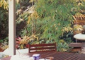 木桌椅,茶几,竹子,庭院景观,住宅景观