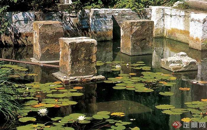 水池景观,水生植物,景石睡莲