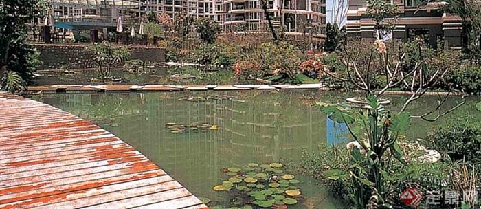 水池景观,水生植物