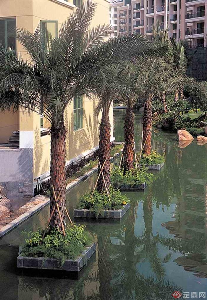 树池,水池景观棕榈