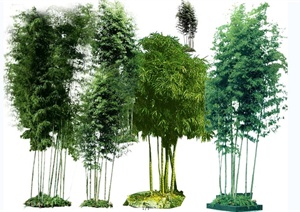 园林景观竹子PS素材