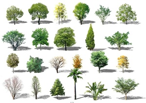 24棵景观树木ps素材