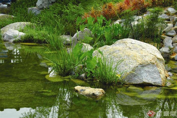 水池景观,景石,水生植物青芋