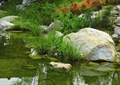 水池景观,景石,水生植物