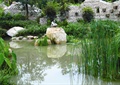 水塘,石头,水生植物,景墙