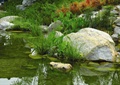 卵石水池,景石,观赏草