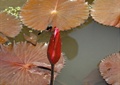 水生植物,花苞,特写,蜻蜓