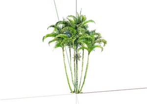 景观园林植物散尾葵设计SU(草图大师)模型