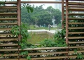 木景墙,藤本植物,水池景观,住宅景观