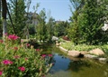 水池景观,景石,花卉植物,景观树,住宅景观