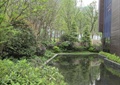 景观水池,蕨类植物,乔木