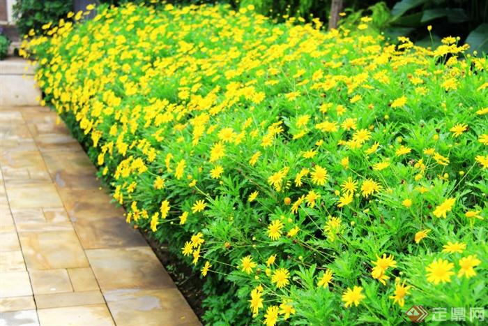 花卉植物,园路,地面铺装黄冠菊