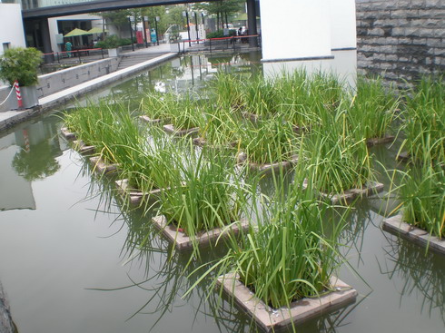水生草,种植池,景观水池石菖蒲