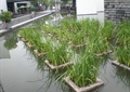 水生草,种植池,景观水池