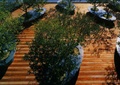 树池,树池坐凳,地面铺装,木地板,树池平台