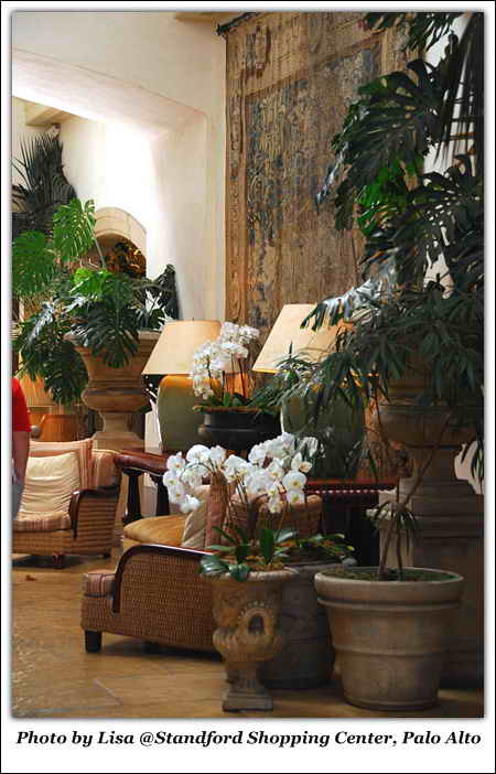 盆栽,沙发,花钵龟背竹