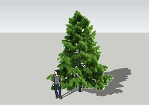 一棵雪松树木SU(草图大师)模型