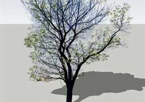 园林景观单棵乔木设计SU(草图大师)模型