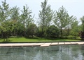 景观水池,汀步桥,乔木
