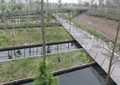 园桥,种植池,水池景观,景观树