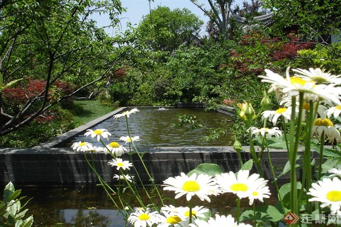 景观水池,乔木雏菊,菊花