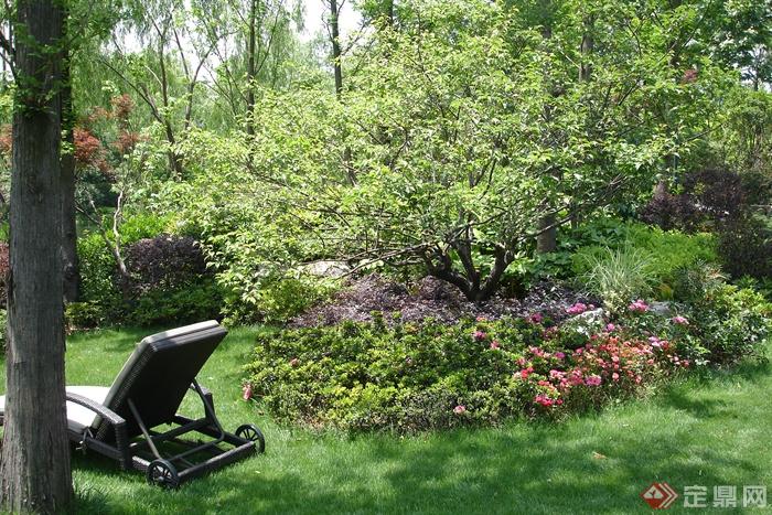 乔木,草坪,躺椅,植物造景杜鹃
