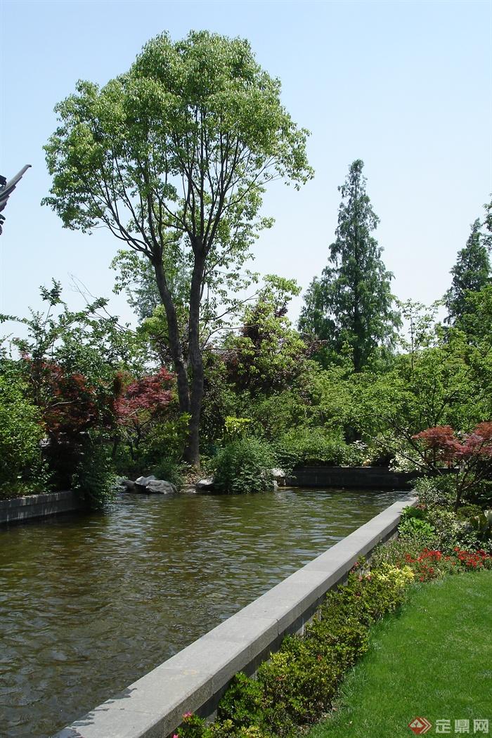 景观水池,乔木,植物造景红枫