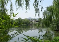湖水景观,垂柳,古建筑