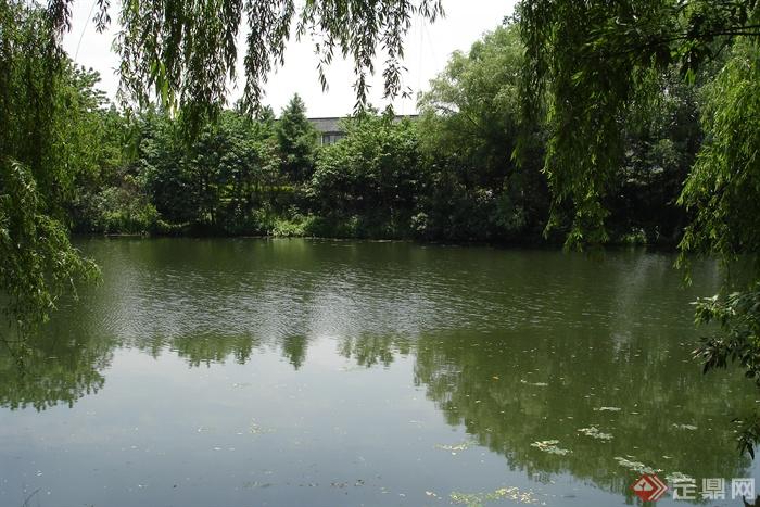 水池景观,垂柳垂柳