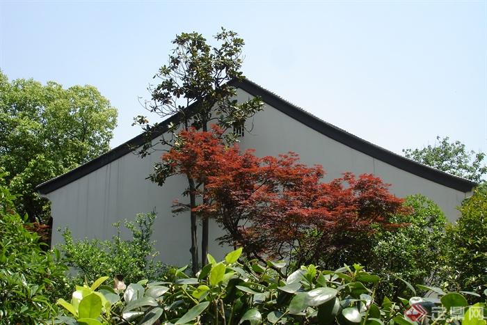 景观树,古建筑红枫,园路