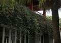 垂直绿化,藤蔓植物,凉亭