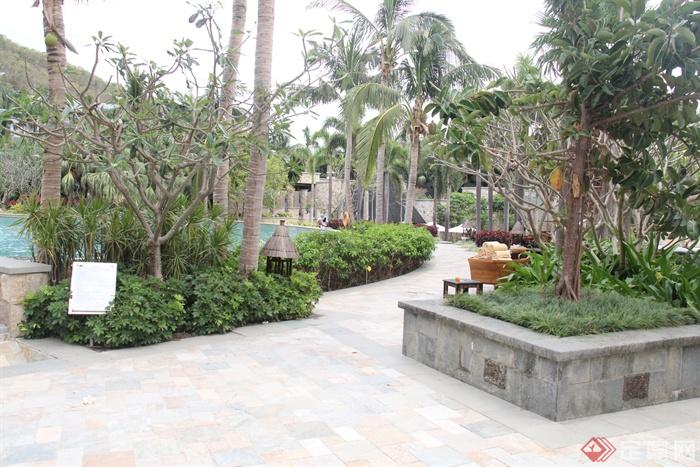 种植池,庭院灯,彩砖铺装棕榈,棕树