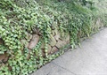 石墙,矮墙,地面铺装,藤蔓植物