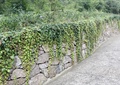 石墙,矮墙,园路,地面铺装,藤蔓植物,度假村