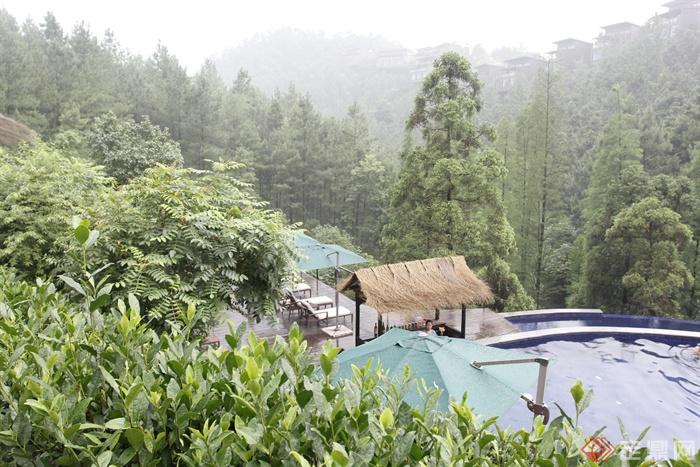 茅草亭,游泳池景观,景观树茶树