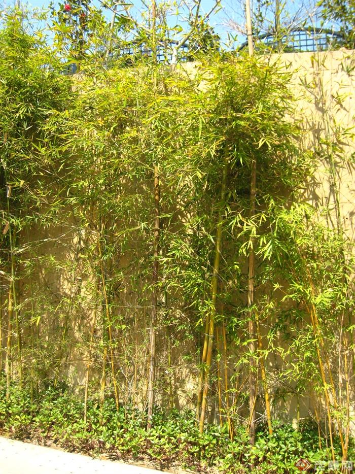 竹林,种植池竹子